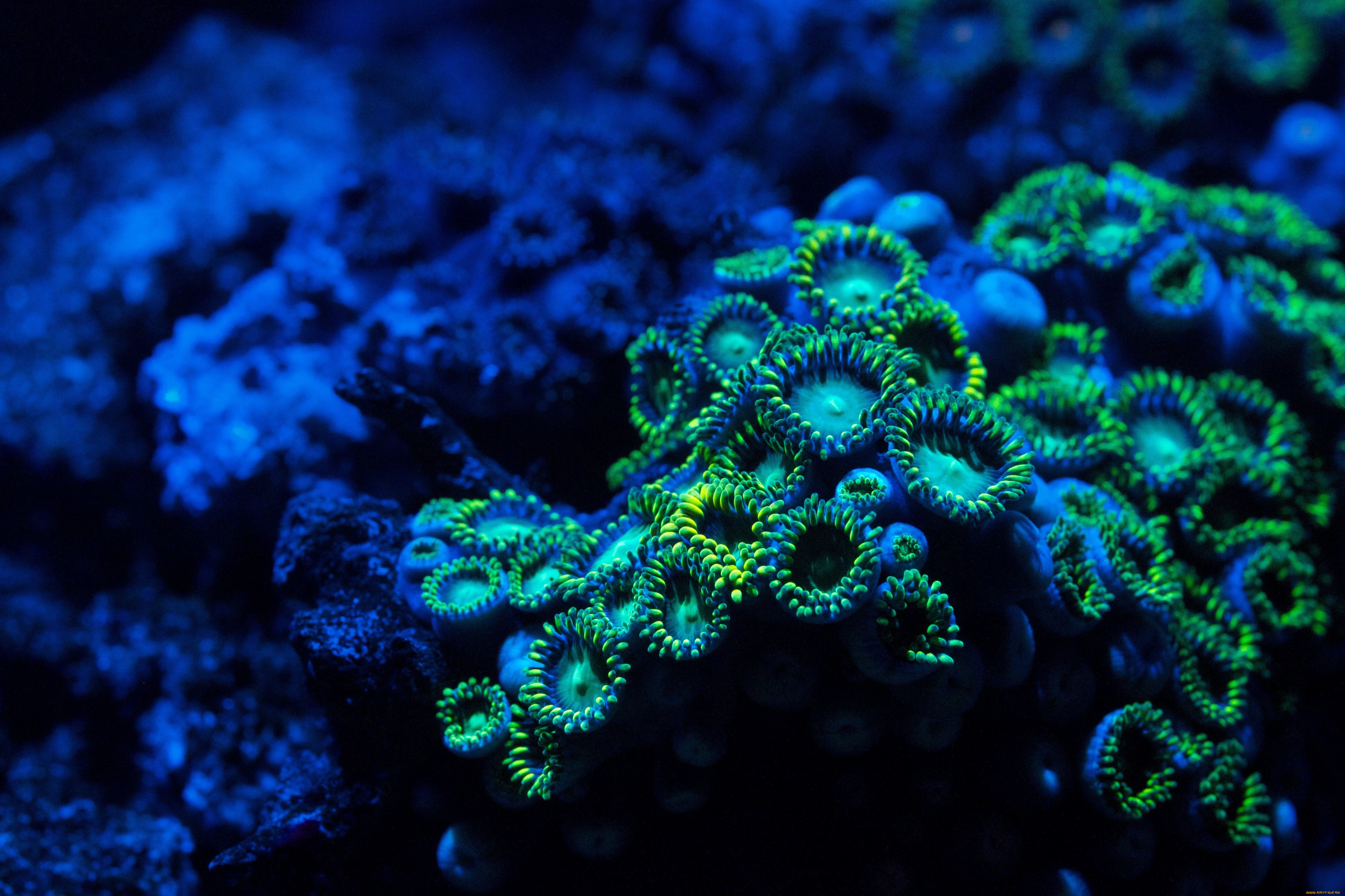 zoa, coral, zoanthid, , , , , 
